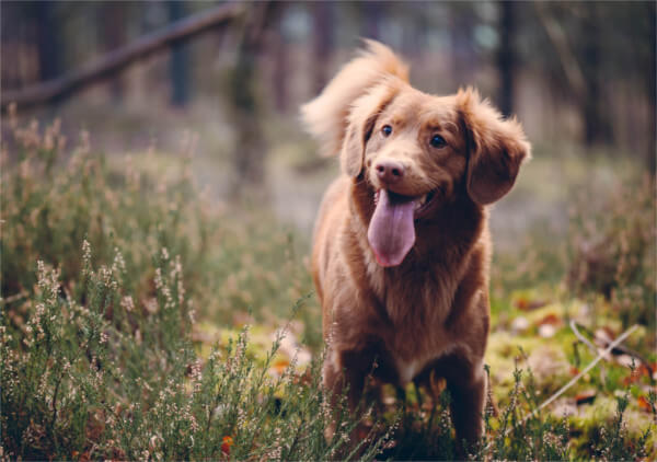 A dog running through heather and moorland — Dog Friendly Cottages