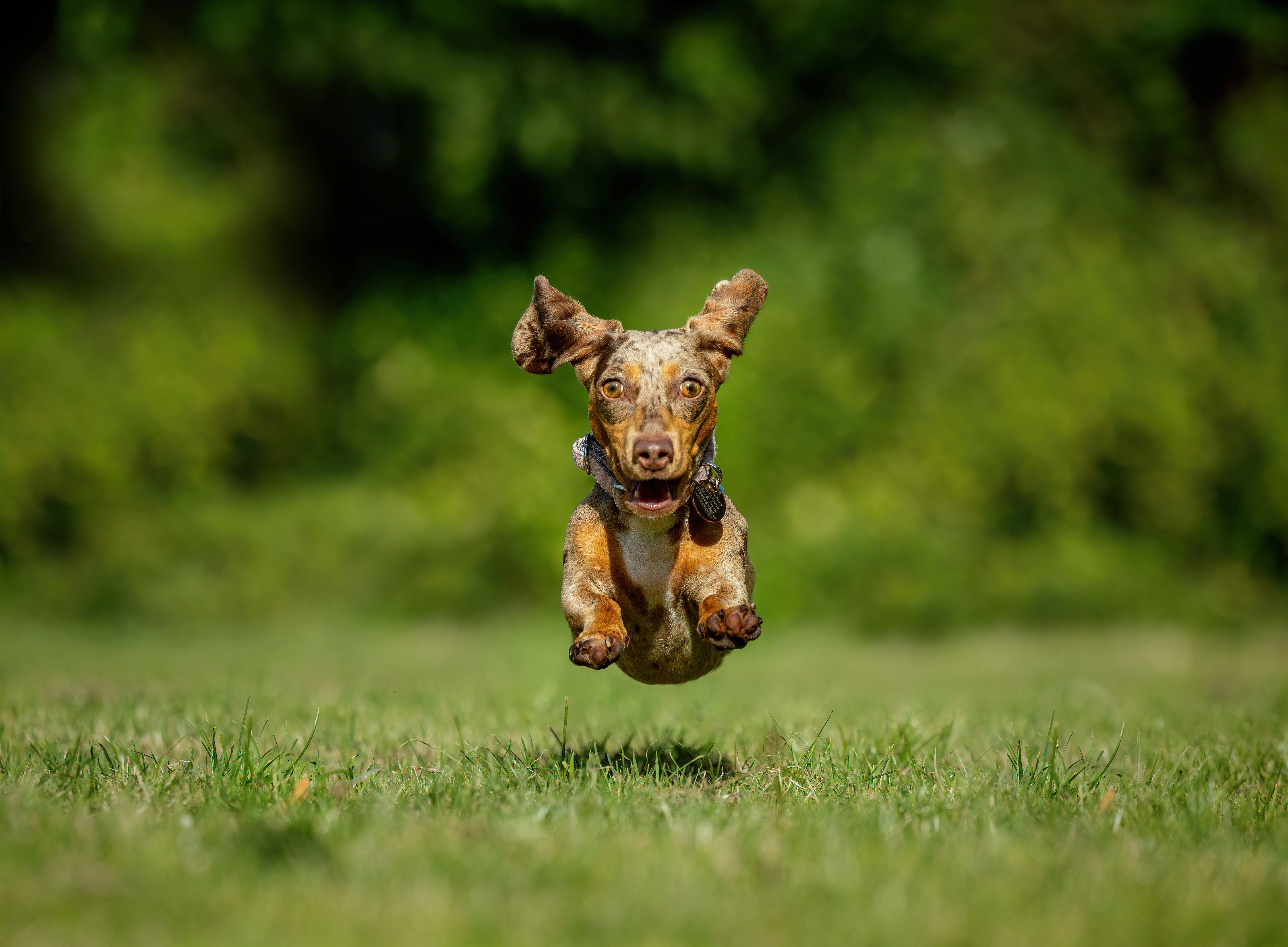 A dachshund caught mid-flight in a park, photographed by Paws in Action
