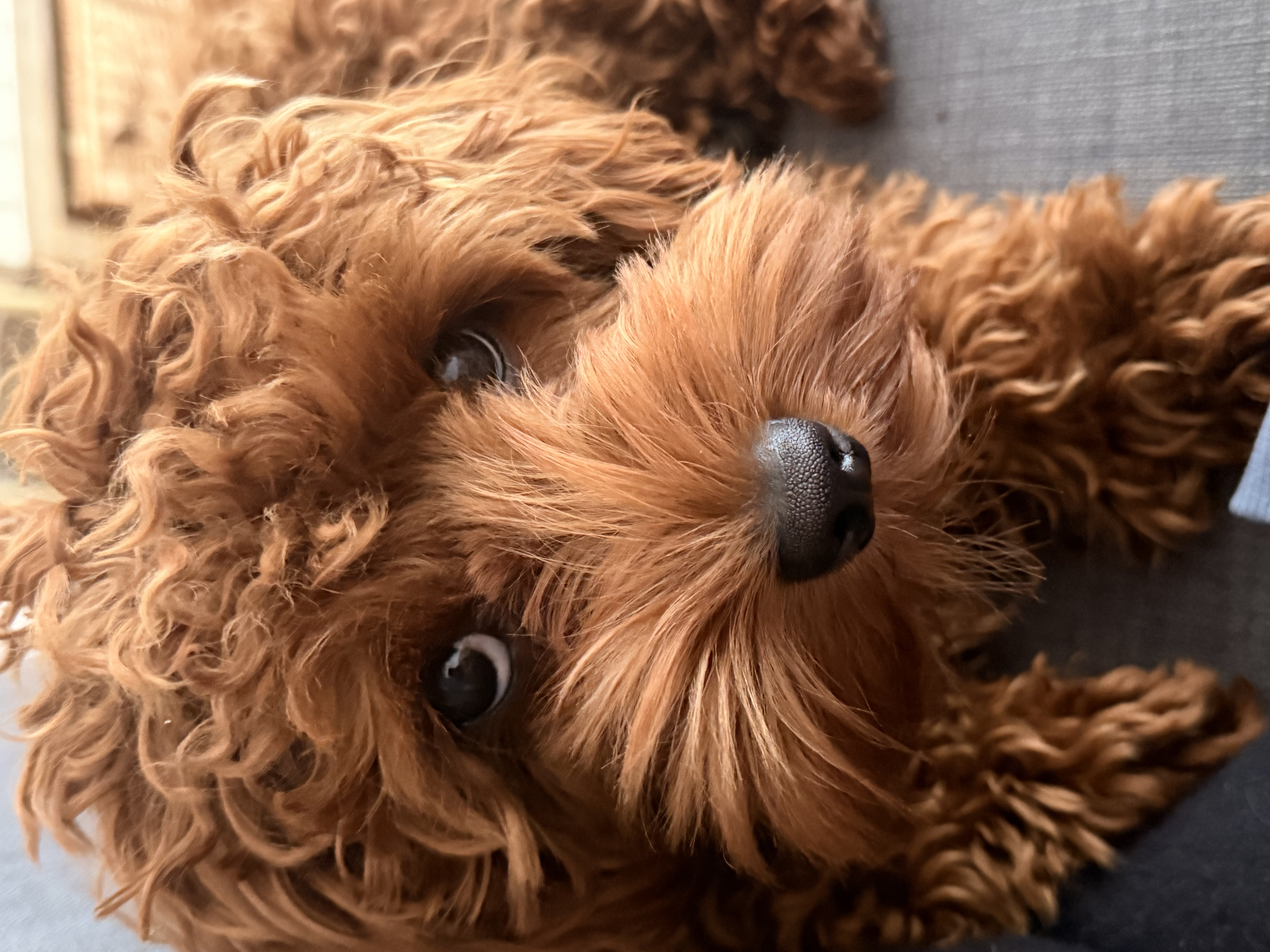 A close-up portrait of Napoleon, a red Cockapoo, looking directly into the camera.